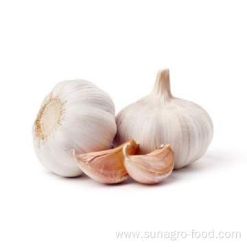 Natural Fresh Organic White Garlic